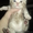 шотландские котята.красноярск - Изображение #1, Объявление #528565