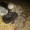 шотландские котята.красноярск - Изображение #2, Объявление #528565