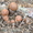 гриб белый сухой, груздь соленый - Изображение #2, Объявление #548715