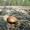 гриб белый сухой, груздь соленый - Изображение #3, Объявление #548715