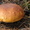 гриб белый сухой, груздь соленый - Изображение #1, Объявление #548715