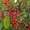 Саженцы плодовых и декоративных пород выращенных в Сибири - Изображение #1, Объявление #579073