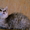 Кудрявае котята - Изображение #2, Объявление #565493