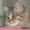 Кудрявае котята - Изображение #1, Объявление #565493