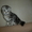 Вислоухий котенок мраморного окраса