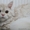 Кудрявае котята - Изображение #3, Объявление #565493