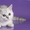 Британские котята из питомника Noreli Pride - Изображение #1, Объявление #635528