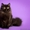 Британские котята из питомника Noreli Pride - Изображение #2, Объявление #635528