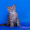 Британские котята с документами - Изображение #2, Объявление #633757