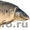 речная рыба оптом(карп форель) - Изображение #1, Объявление #637222