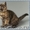 Британские котята редких окрасов - Изображение #1, Объявление #654944