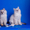 Продам котят   Невской Маскарадной - Изображение #2, Объявление #643561