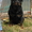 	 КККСС & Черный Канцлер предлагает щенков ротвейлера д.р.09.05.2012г  - Изображение #2, Объявление #651713