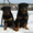 	 КККСС & Черный Канцлер предлагает щенков ротвейлера д.р.09.05.2012г  - Изображение #7, Объявление #651713