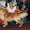 Шикарные щенки золотистого ретривера - Изображение #5, Объявление #701516