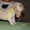 Шикарные щенки золотистого ретривера - Изображение #2, Объявление #701516