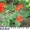 Продам саженцы плодовых,ягодных,декоративных культур,многолетнии цветы - Изображение #10, Объявление #723127