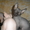 Продам котят Канадского Сфинкса с родосмловной-с документами - Изображение #1, Объявление #720129
