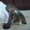 Продам кроликов породы Французкий баран - Изображение #3, Объявление #509425