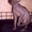 Продам котят Канадского Сфинкса с родосмловной-с документами - Изображение #3, Объявление #720129