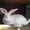 кролики фландр бельгийский,французский баран,белый бускат,серебристые,калифоша - Изображение #5, Объявление #712857