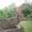 Продам. Кролики гиганты Фландр, Ризен, Баран. Красноярс - Изображение #3, Объявление #862676