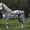 Шикарный пони долматинец. - Изображение #1, Объявление #955553