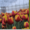 Тюльпаны из Красноярска - Изображение #2, Объявление #828346