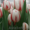 Тюльпаны из Красноярска - Изображение #5, Объявление #828346
