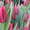 Голландские тюльпаны оптом - Изображение #6, Объявление #1027556