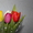 Голландские тюльпаны оптом - Изображение #4, Объявление #1027556