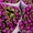 Голландские тюльпаны оптом - Изображение #1, Объявление #1027556
