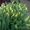 Голландские тюльпаны оптом - Изображение #9, Объявление #1027556