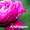 розы садовые (саженцы) #1035884