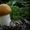 продам грибы соленые,маринованные - Изображение #2, Объявление #1160961
