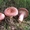 продам грибы соленые,маринованные - Изображение #4, Объявление #1160961
