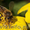 Пчелопакеты карпатка в Абакане доставка бесплатно - Изображение #1, Объявление #1210062