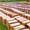 Пчелопакеты карпатка в Абакане доставка бесплатно - Изображение #3, Объявление #1210062
