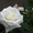 розы садовые (саженцы) - Изображение #4, Объявление #1035884