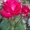 розы садовые (саженцы) - Изображение #5, Объявление #1035884
