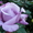 розы садовые (саженцы) - Изображение #2, Объявление #1035884