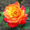 розы садовые (саженцы) - Изображение #6, Объявление #1035884