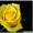 розы садовые (саженцы) - Изображение #3, Объявление #1035884