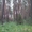 130 соток в лесу, Элита - Изображение #2, Объявление #1261702