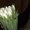 Тюльпаны в Красноярске оптом #1206862