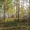 Участок 20 соток в п.Минино, с лесом - Изображение #1, Объявление #1497947