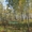 Участок 20 соток в п.Минино, с лесом - Изображение #2, Объявление #1497947