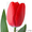 Голландские тюльпаны оптом из теплицы Трифлор #1600751