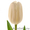 Голландские тюльпаны оптом из теплицы Трифлор - Изображение #3, Объявление #1600751