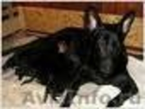Продам щенков Восточноевропейской овчарки (черный ) - Изображение #2, Объявление #107652